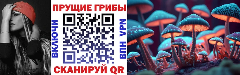 где продают наркотики  Волгоград  shop клад  Галлюциногенные грибы GOLDEN TEACHER 